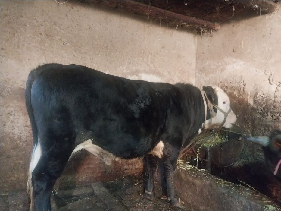 продам быков хороших