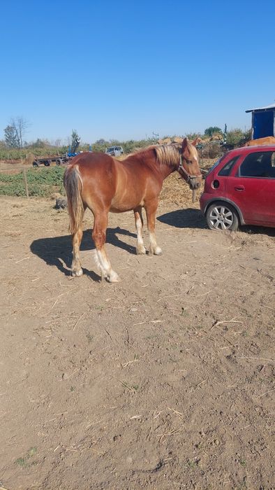 Mînză tînara si cuminte