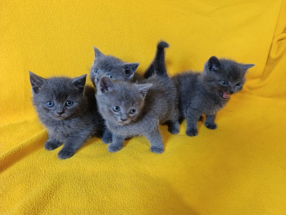 Котета - порода Руска синя котка !