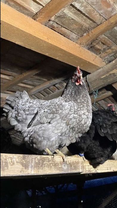 Vând oua de australorp splash, negru si albastru