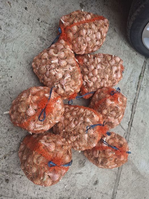 Ceapa si Usturoi BIO