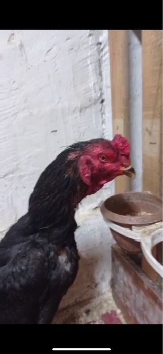 Дакан шөже қораз