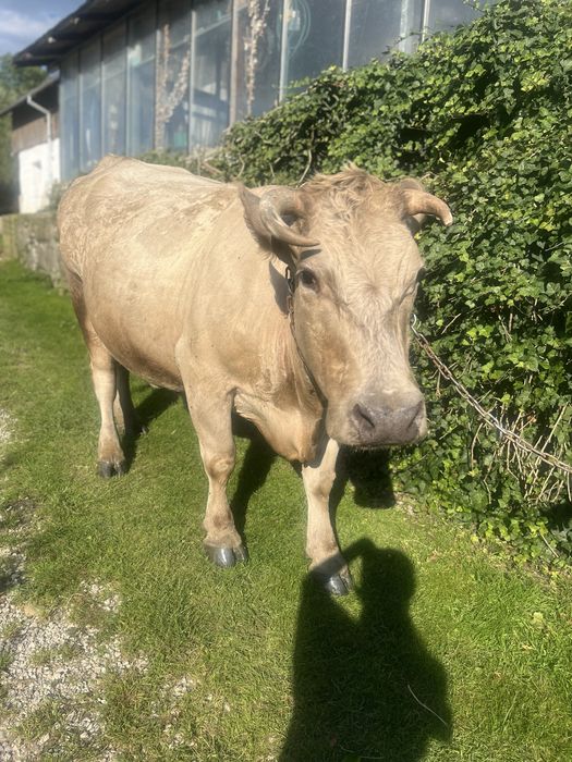 Vaca de vanzare rasă grea