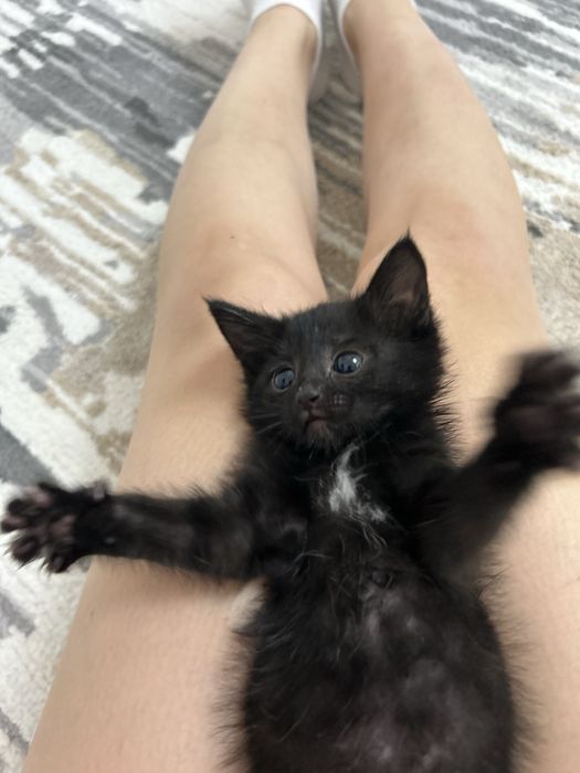 Котенок в добрве руки