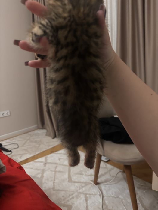 котенок метис девочкс