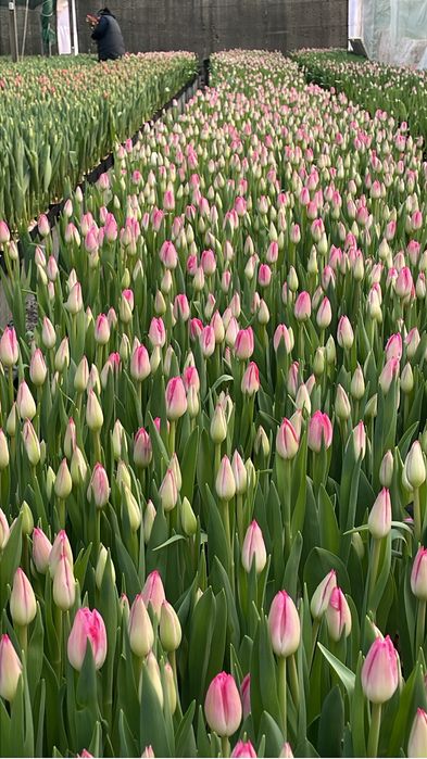 Тюльпаны Голландия