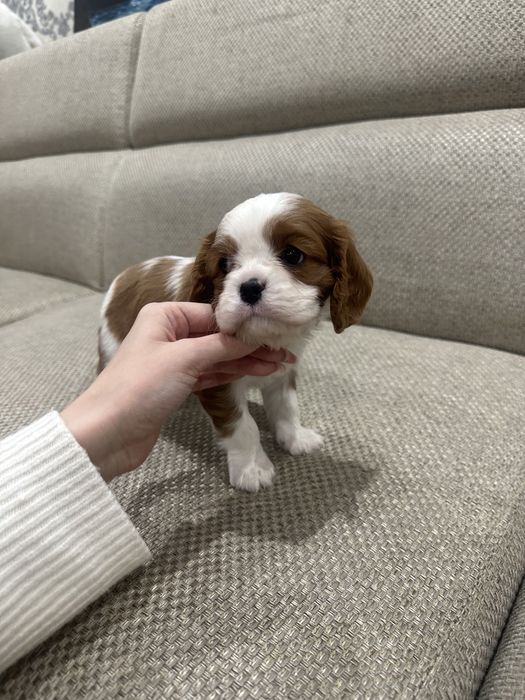Щенки кавалер кинг чарльз спаниеля