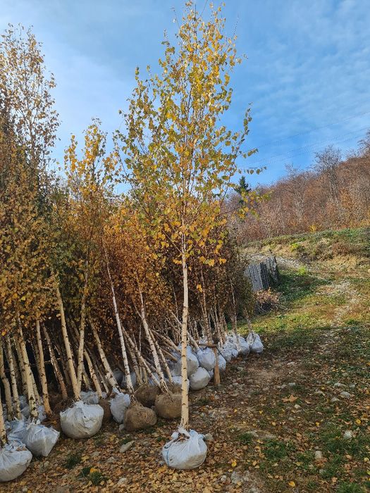 Mestecan si tei ofertă