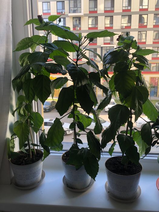 Продам цветы комнатные.
