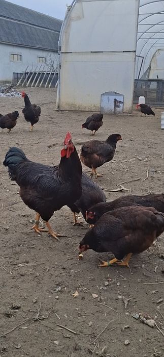 Puii de rasă. Rhode Island, Wandotte auriu albastru.