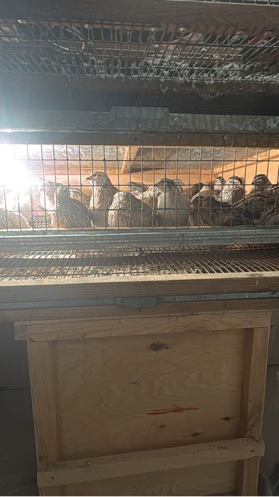 Бөдене сатлады 25 шт туып тур