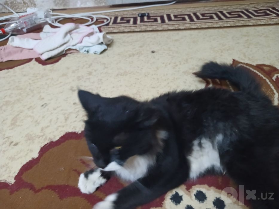 Mushuk bepul tozza ozoda erkak