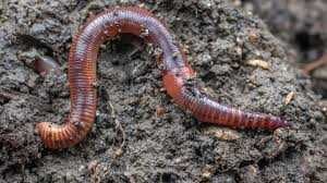 Râme groase pentru pescuit la somn