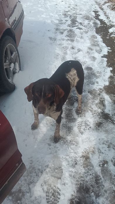 Круцхар породисты