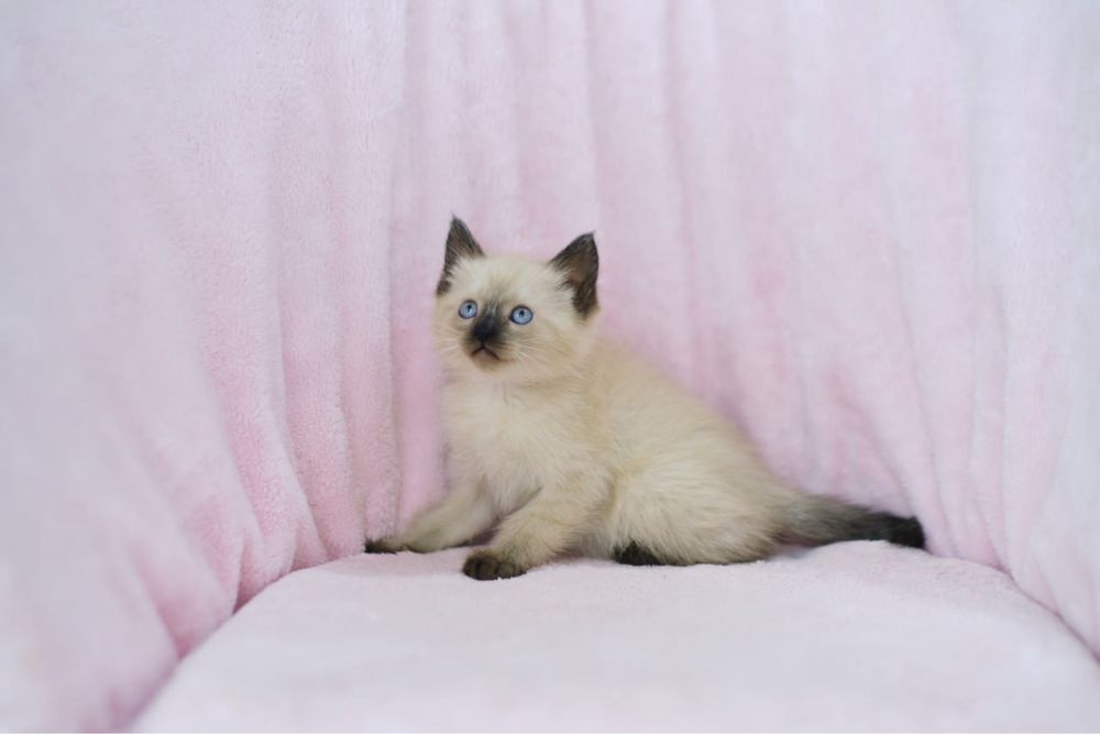Сиамские котята мальчики