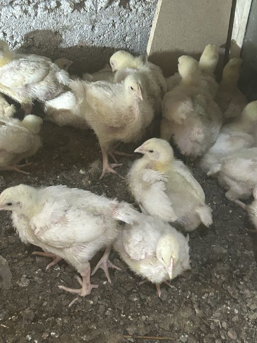Продам подрощеных бролиров
