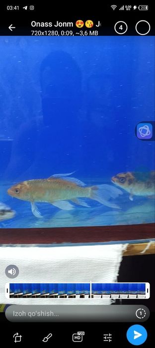 Rangli koya baliqlar