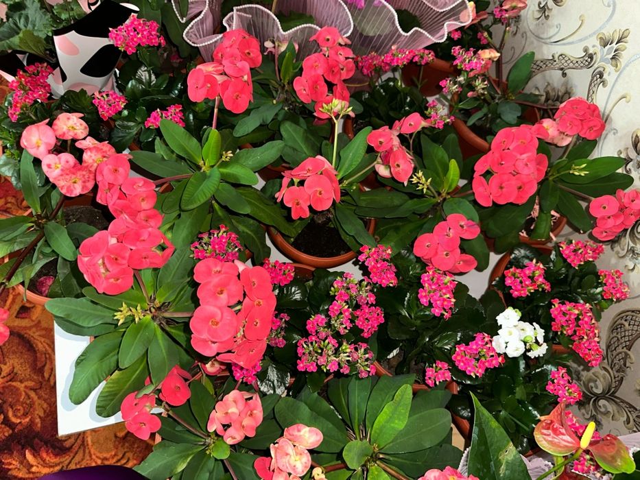 Продаются комнатные цветы