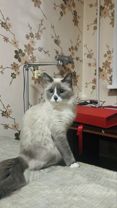 Продаётся кошечка породы Рэгдолл
