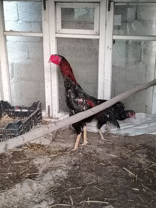 dakan xorozi sotiladi