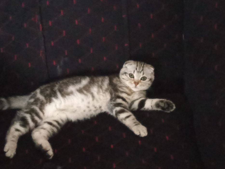 Котенка Шатландец Вислоухий девочка