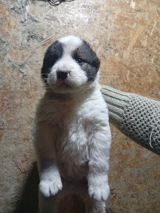 Продам щенка САО Алабай