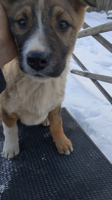 Отдам щенков в добрые руки