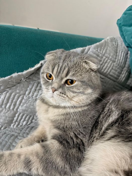 Шотландский кот, отдается даром