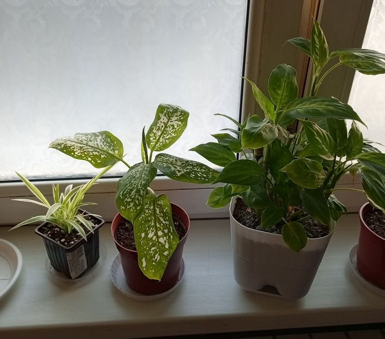 Продам свои комнатные растения