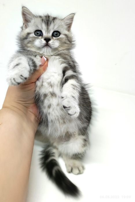 Котик и кошечка шотландские