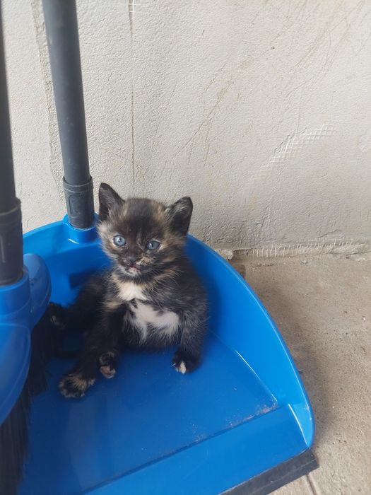 Отдам в добрые руки