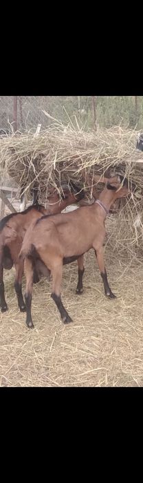 Vând țap alpin francez par