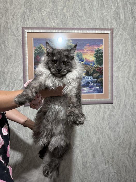 Котенок породы Мейн-кун