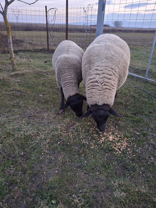 Vând berbeci rasa Suffolk German