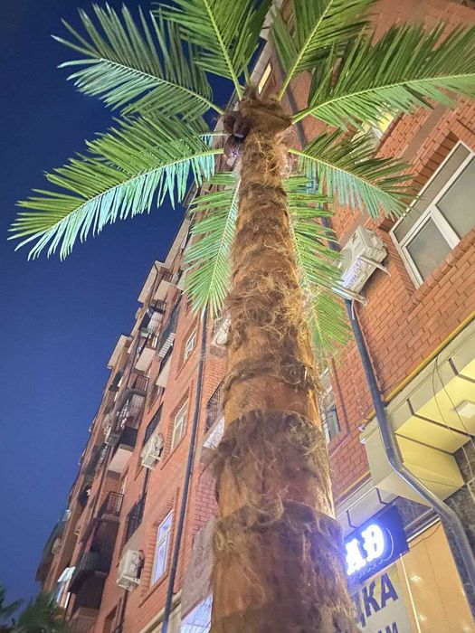 Xashamatli sun’iy palma 3–8m | 765$ dan