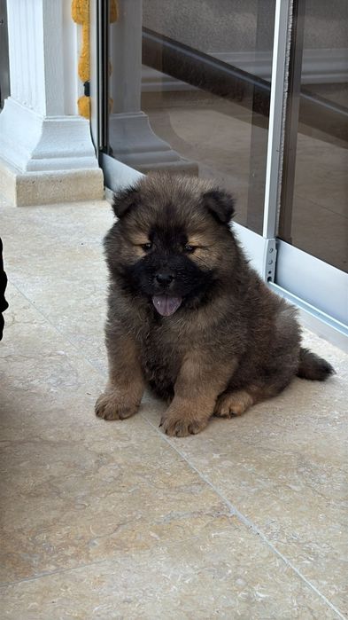 Pui Chow Chow femela