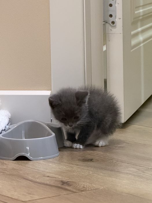 Котенок в добрые руки