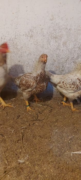 Disponibile gaini și cocos combatant indian