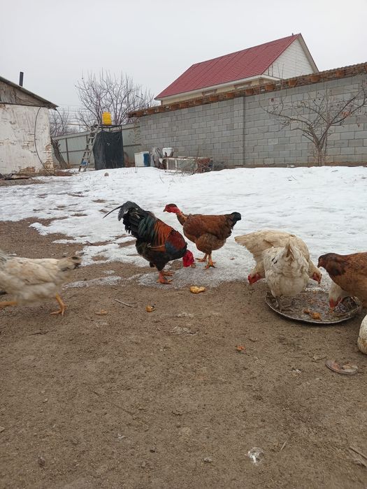 Тауык сатылады .ааааа