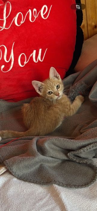 Pisici mici spre adoptie