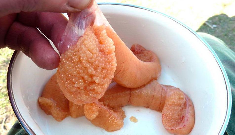 Принимаем свежую икру Щуки