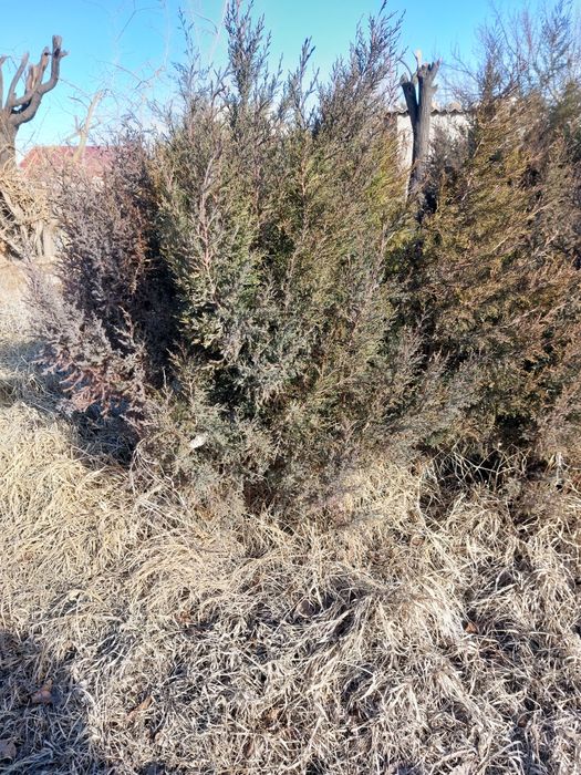 Можжевельник. Туя сатылады