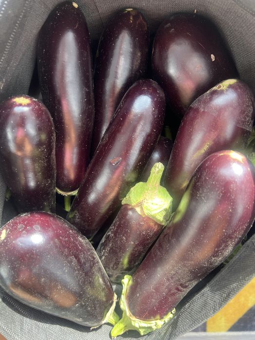 Продам дачные огурцы