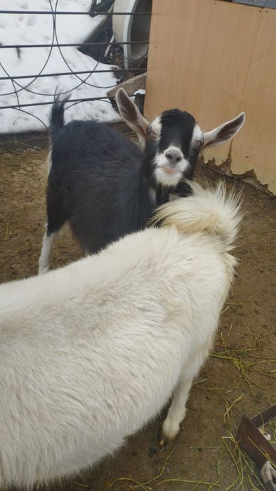 Теке сатылады,продам козла