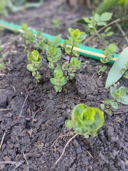 Продам саженцы мяты