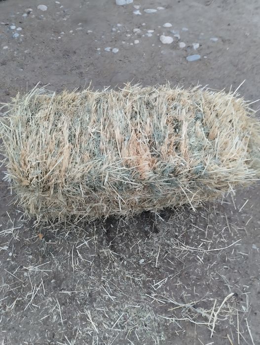 Пішен шөп сатылады