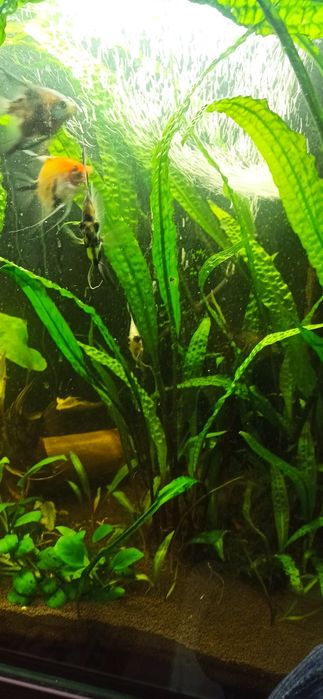 Продам растения.