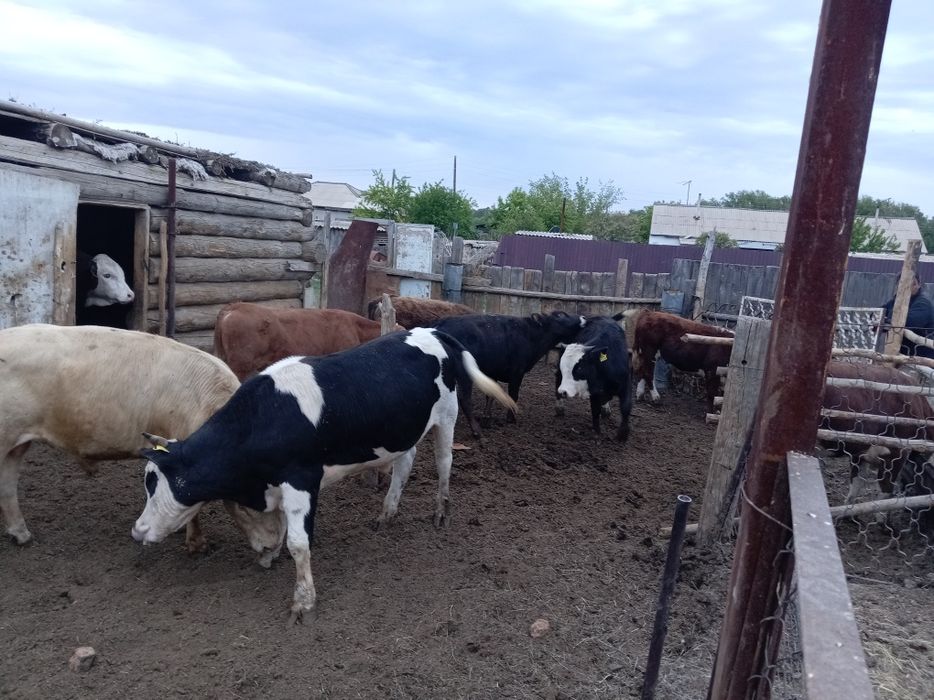 Продам бычки на курбан айт