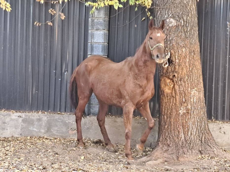 Продам  Кобылу Бйе  Агылшын