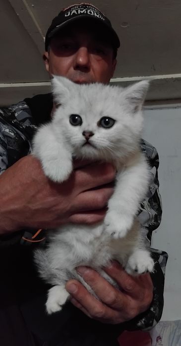 Продаются шотланские котята